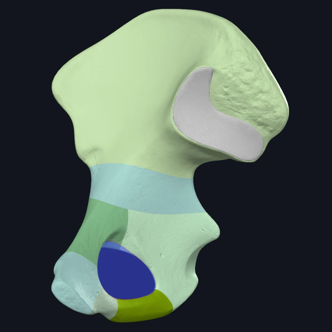 Obturator foramen