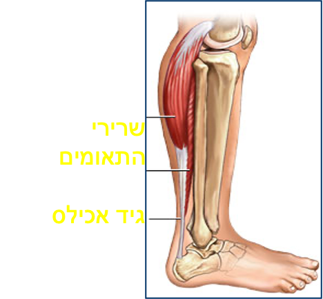 גיד אכילס