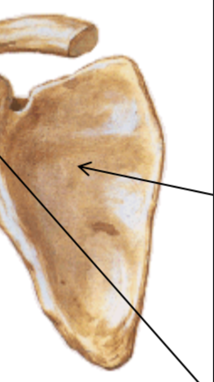 Subscapular fossa