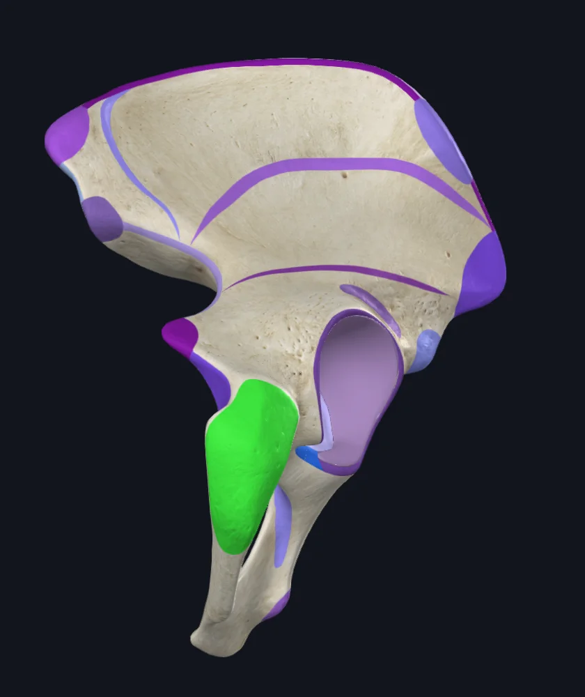 Ischial tuberosity