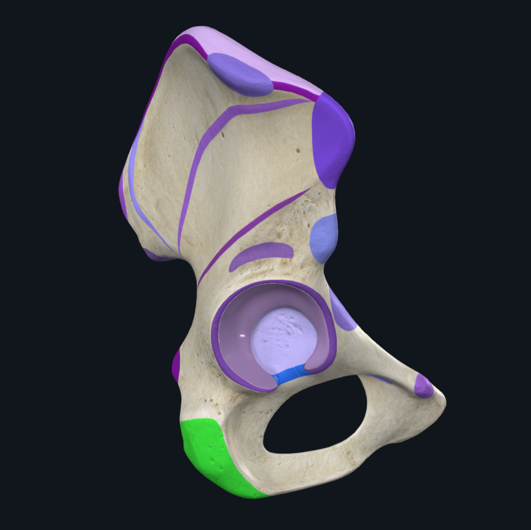 Ischial tuberosity 2