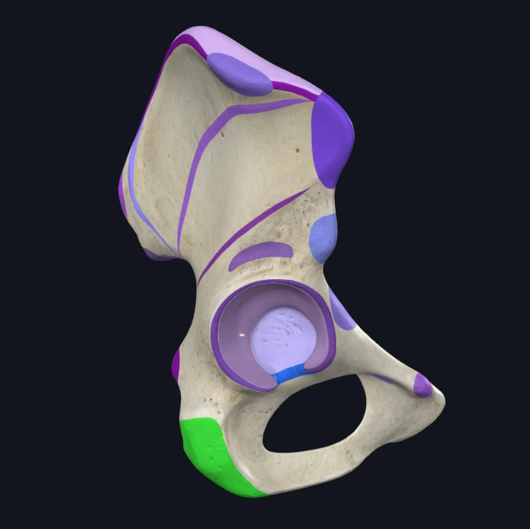 Ischial tuberosity 2