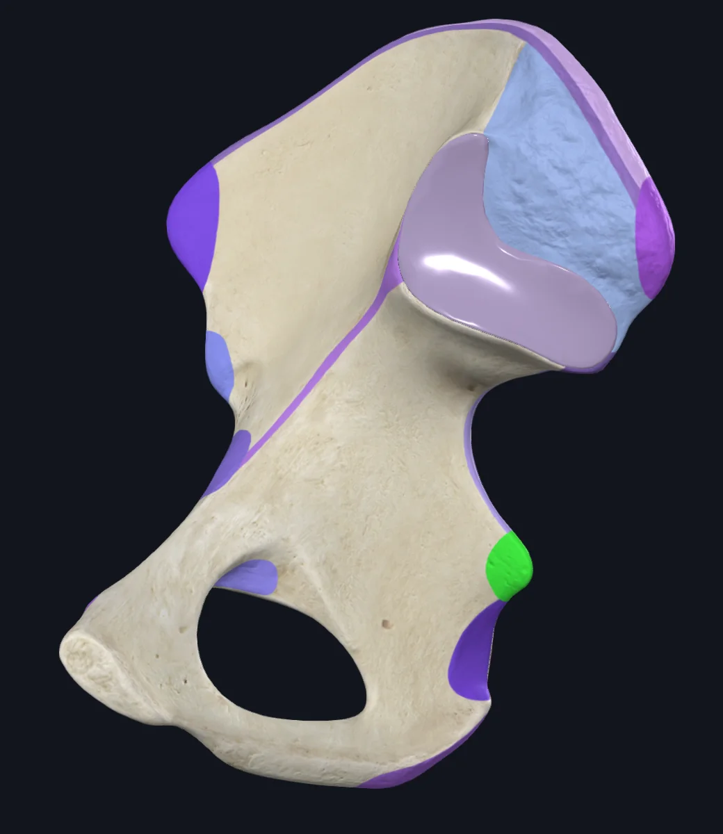 Ischial spine