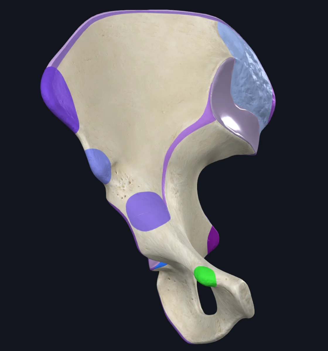 Pubic tubercle
