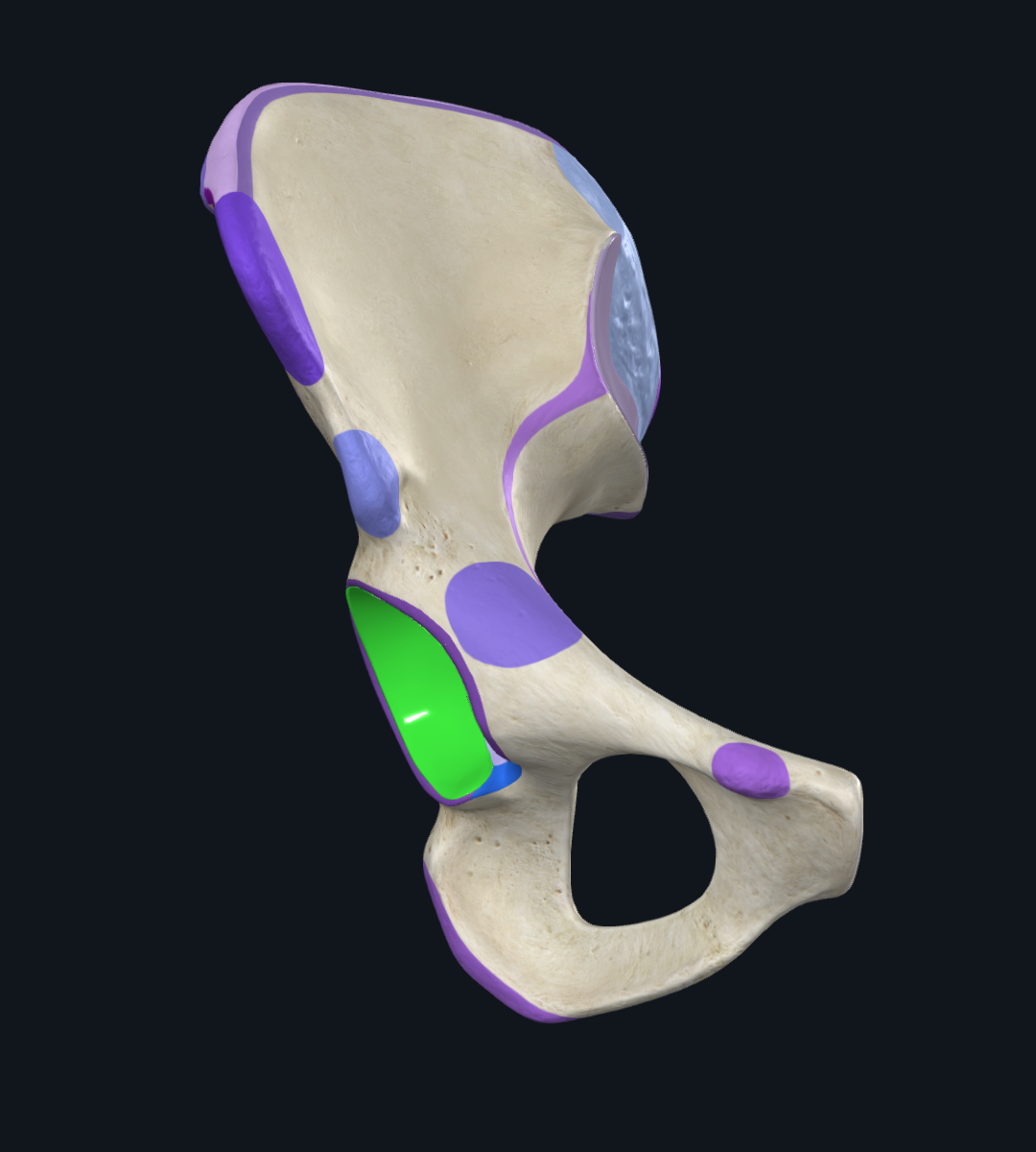 Lunate Surface of Acetabulum (Right)