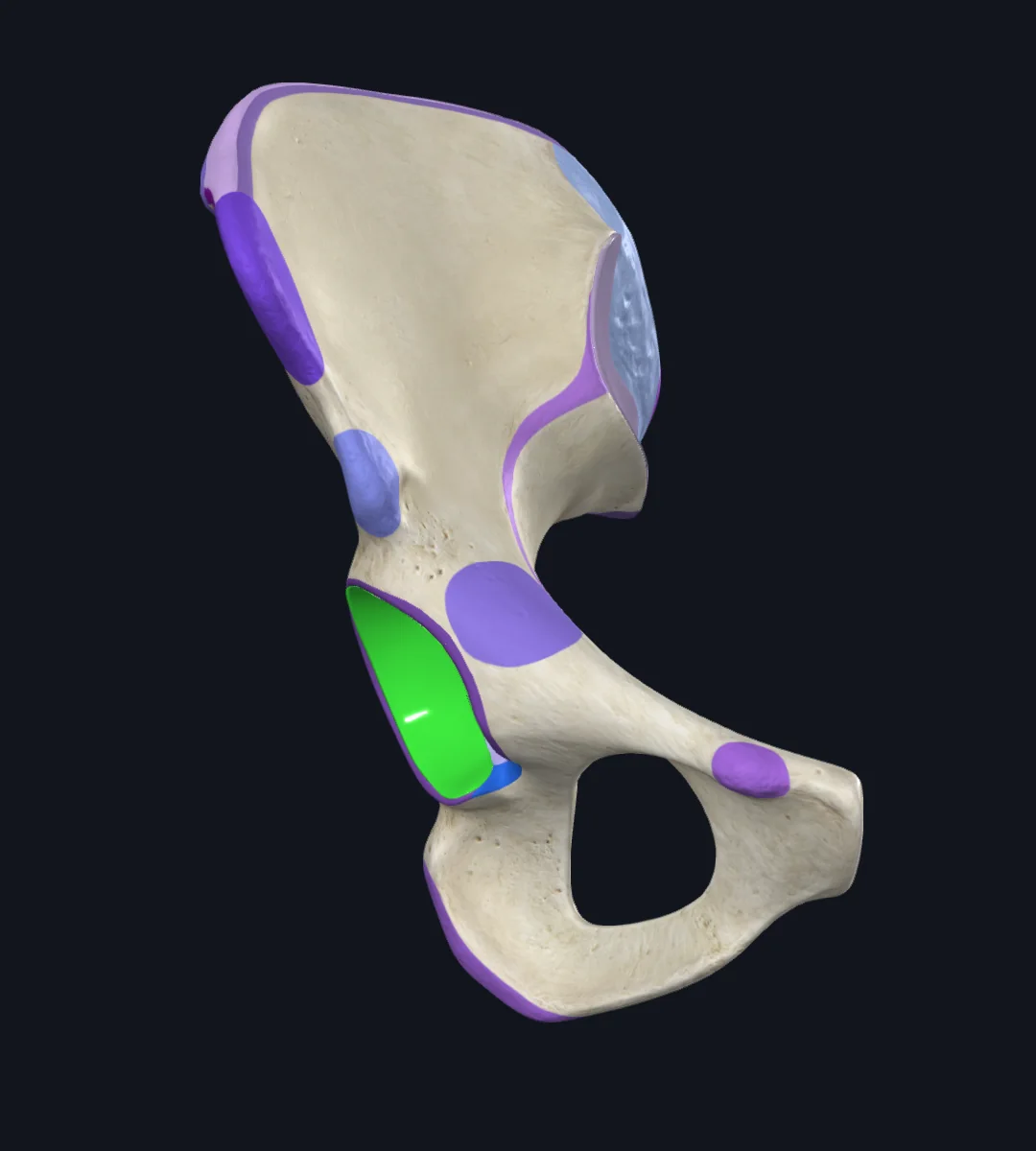 Lunate Surface of Acetabulum (Right)