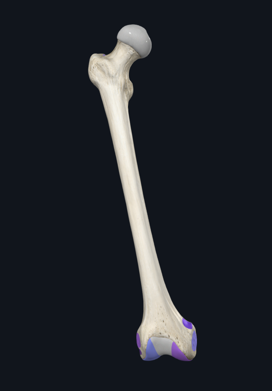 Femur
