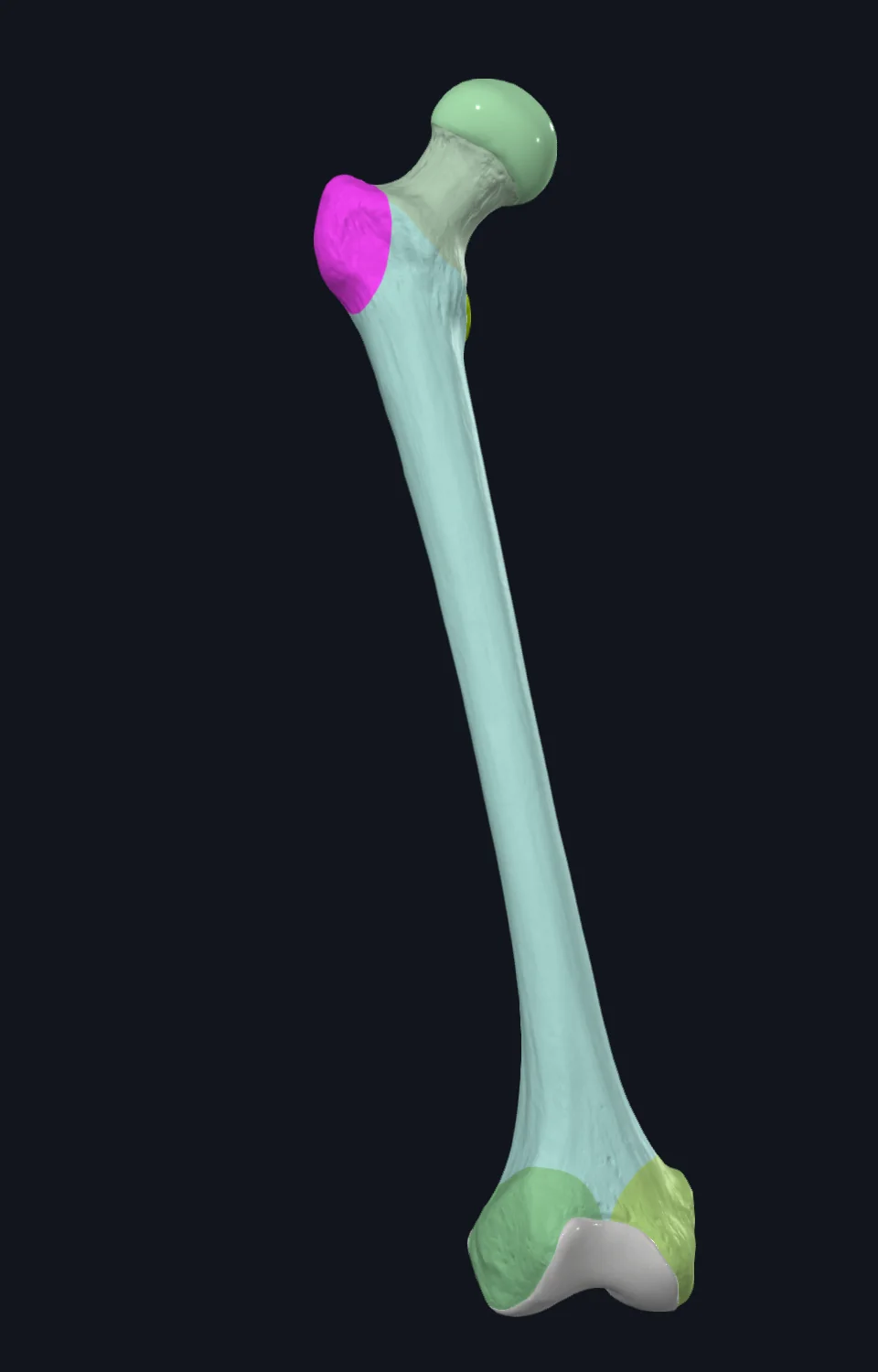 Greater trochanter
