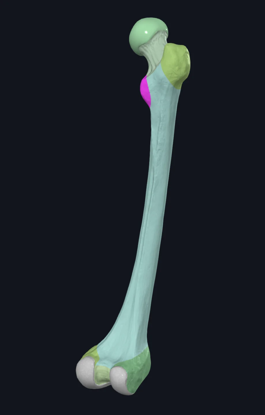 Lesser trochanter