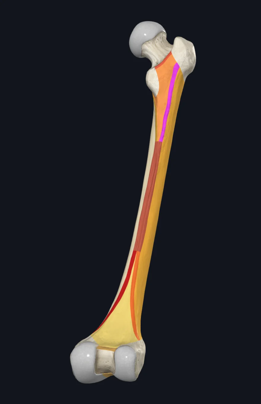 Gluteal tuberosity