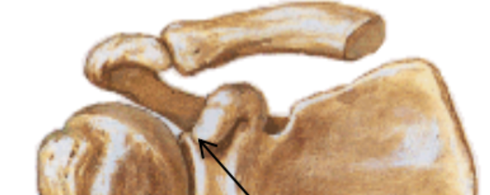 Coracoid Process