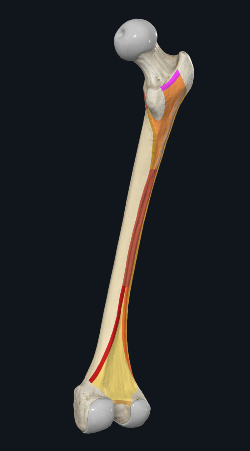 Intertrochanteric Crest