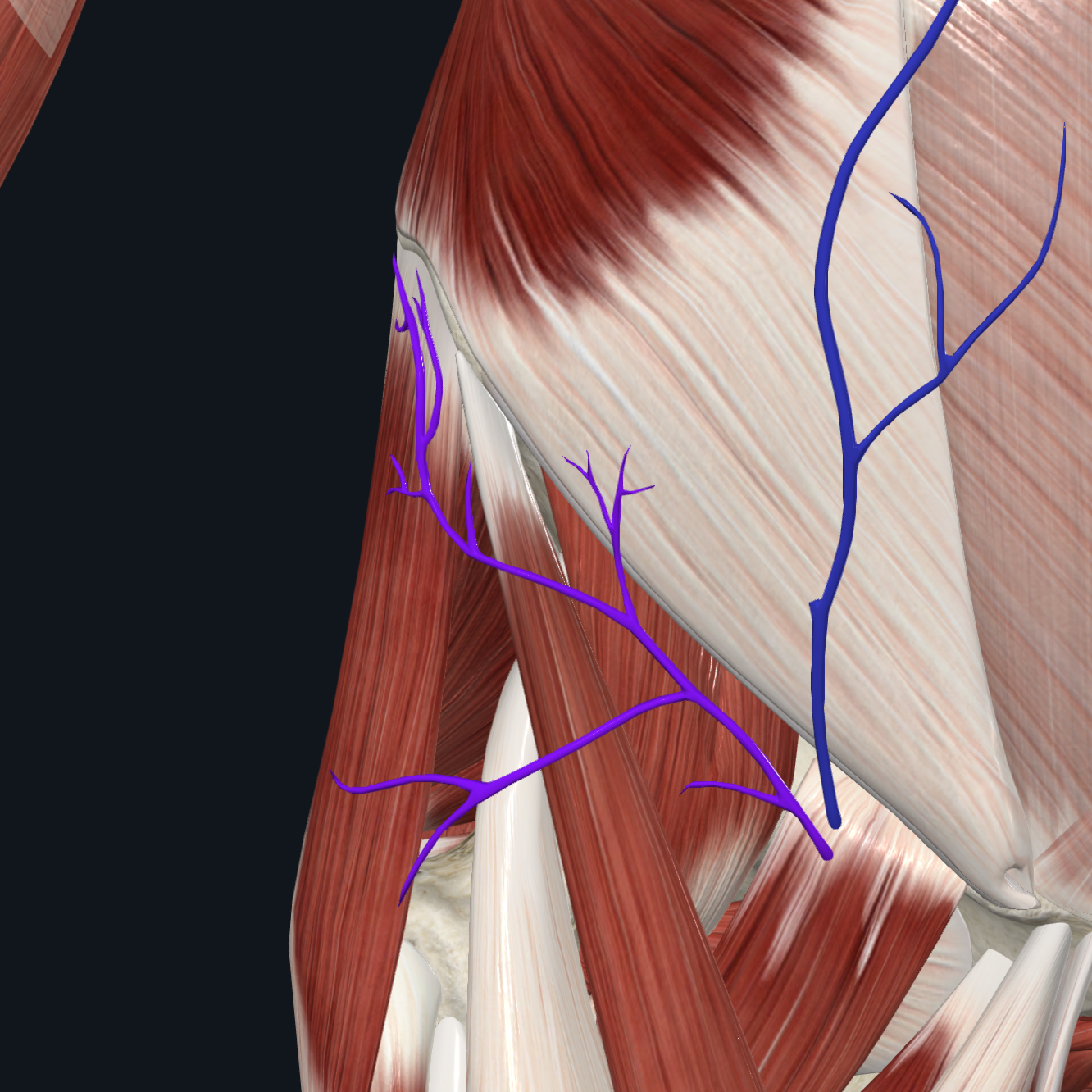 Superficial circumflex iliac vein (Right)