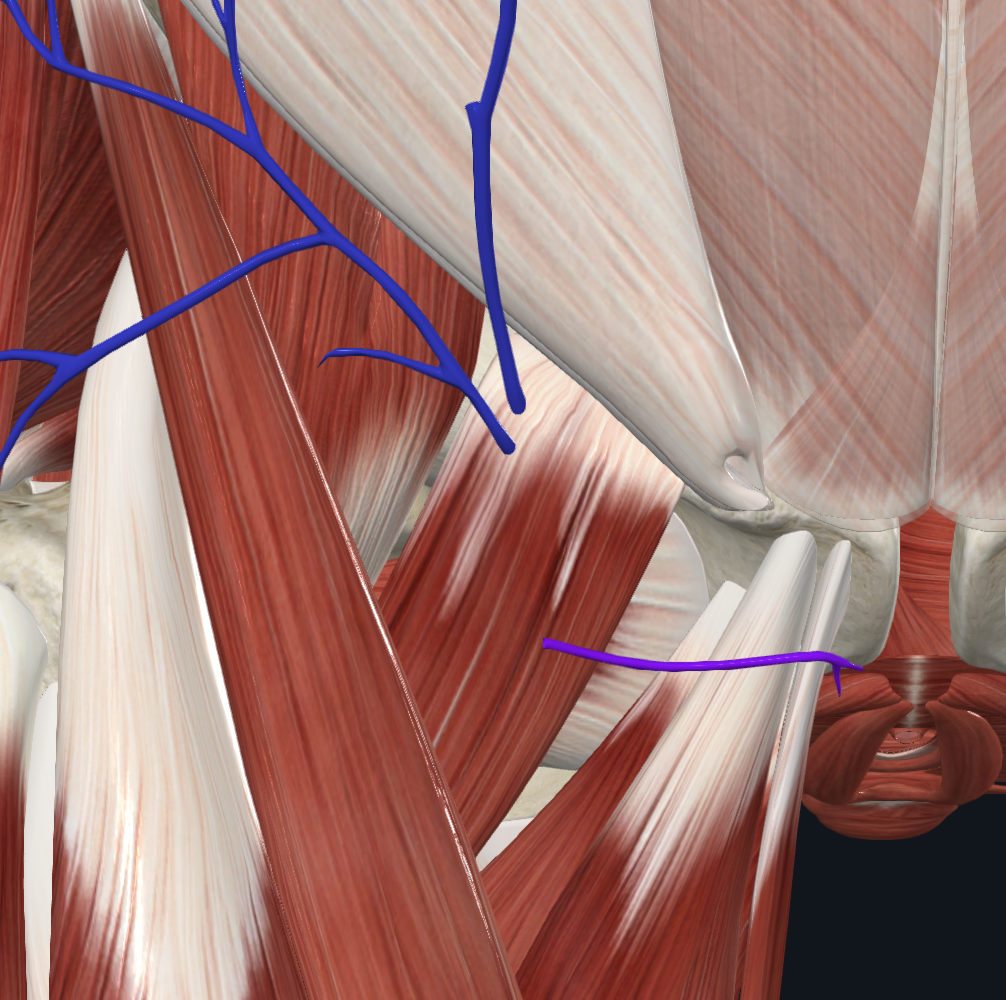 Superficial external pudendal vein (Right)