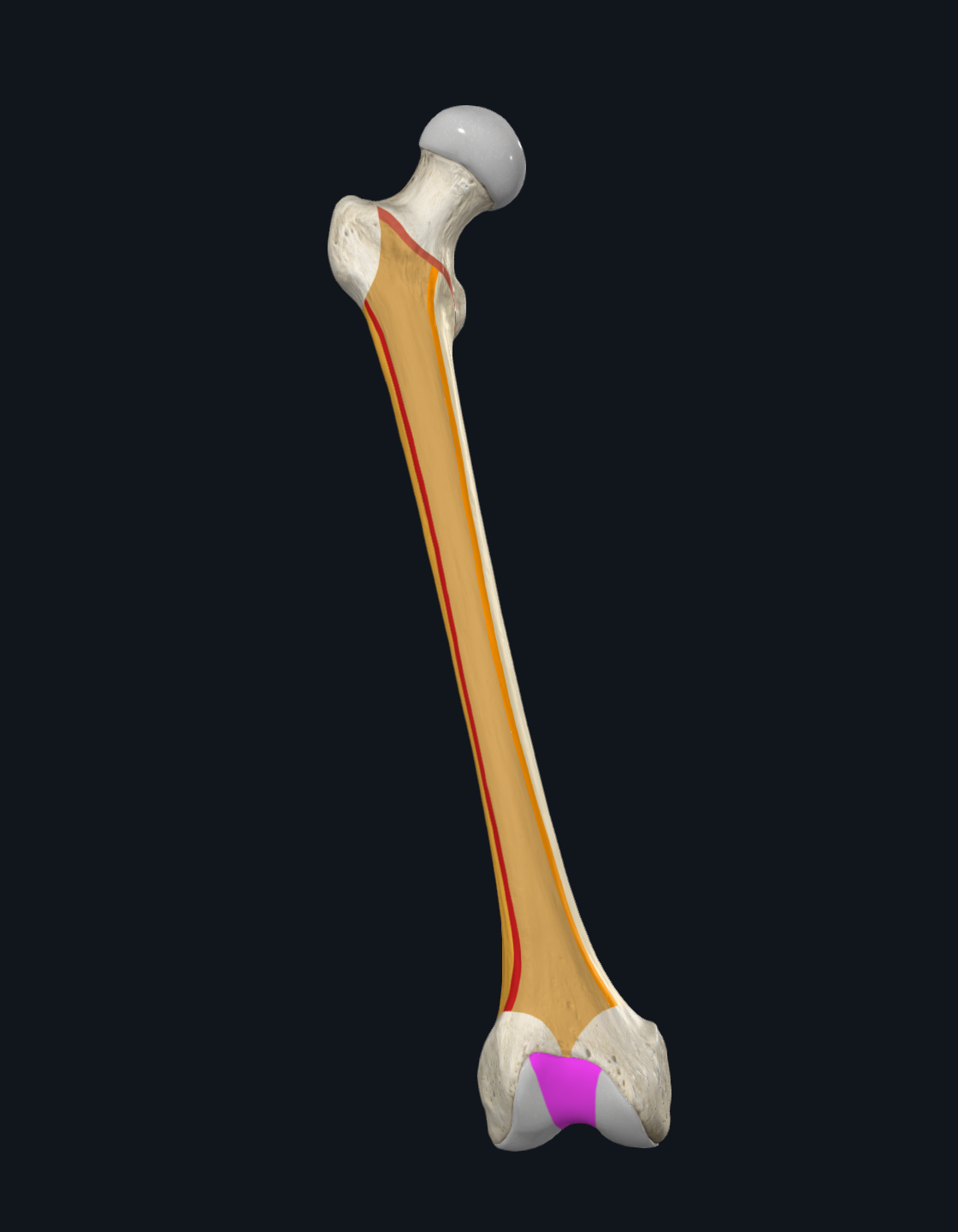 Patellar Surface of Femur