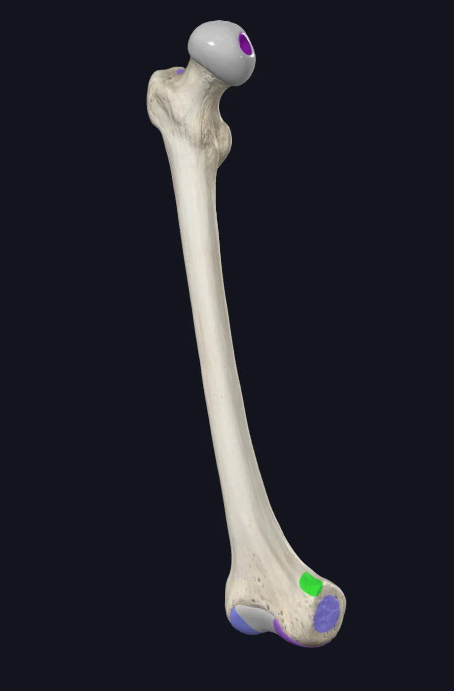 Adductor tubercle
