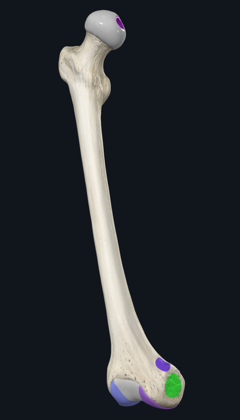 Medial Epicondyle of Femur
