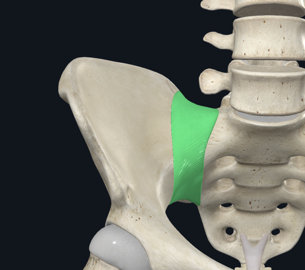 anterior sacroiliac ligament (Right)