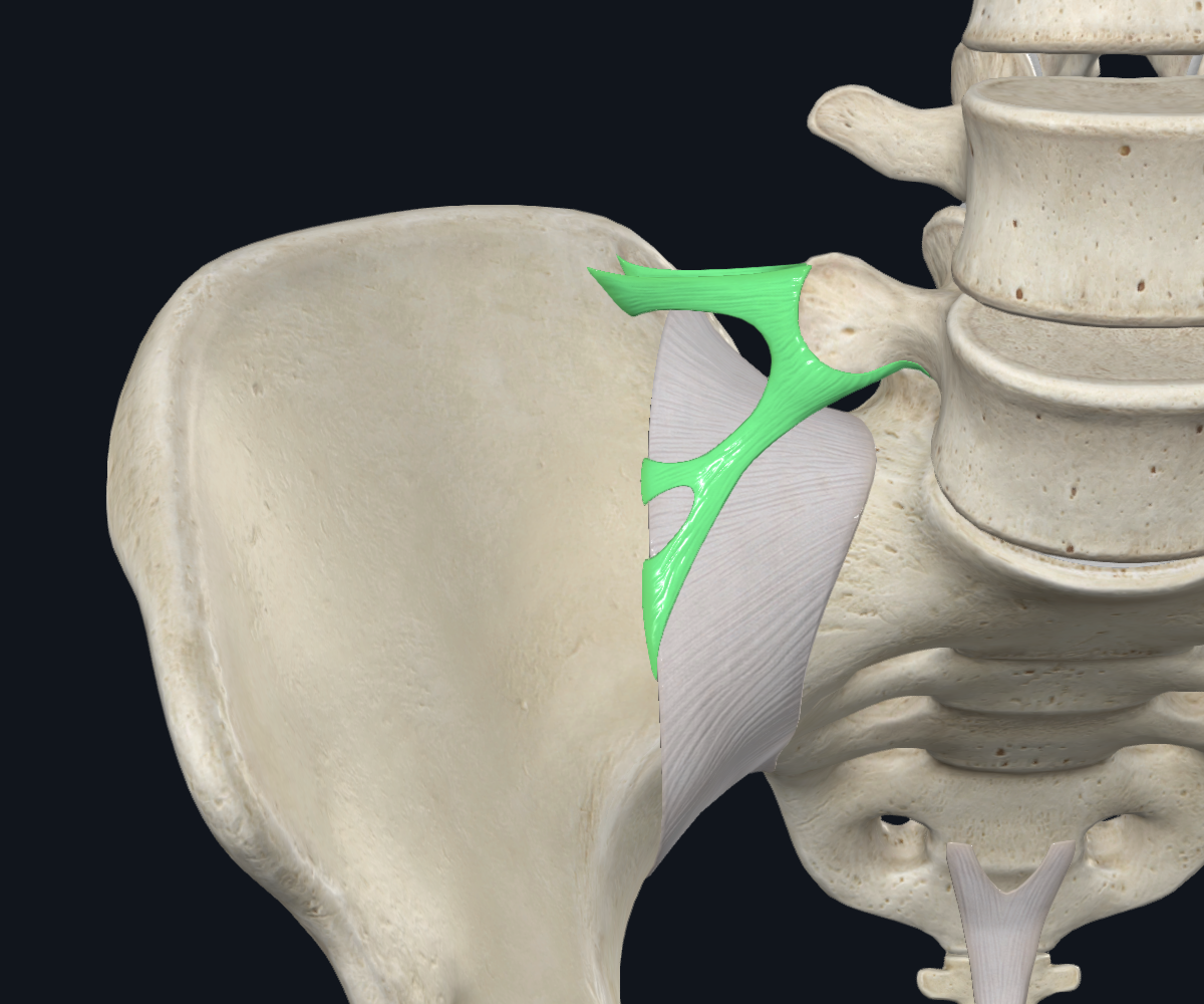 Iliolumbar ligament (Right)