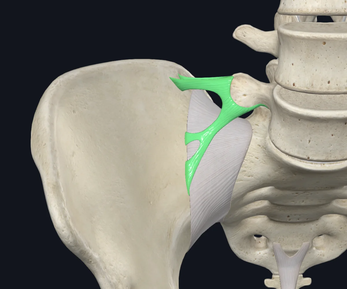 Iliolumbar ligament (Right)