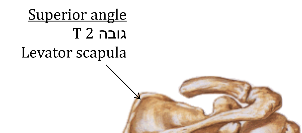 Superior angle, Levator Scapulae, T2