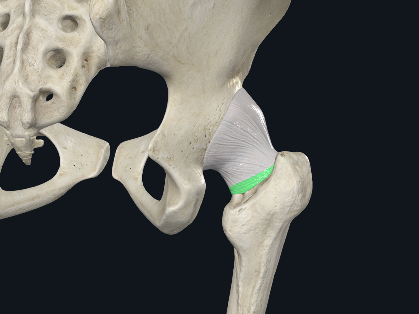Zona orbicularis (Right)
