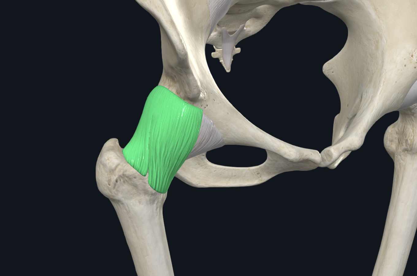 Iliofemoral ligament