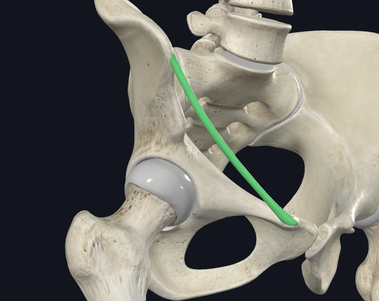Inguinal Ligament