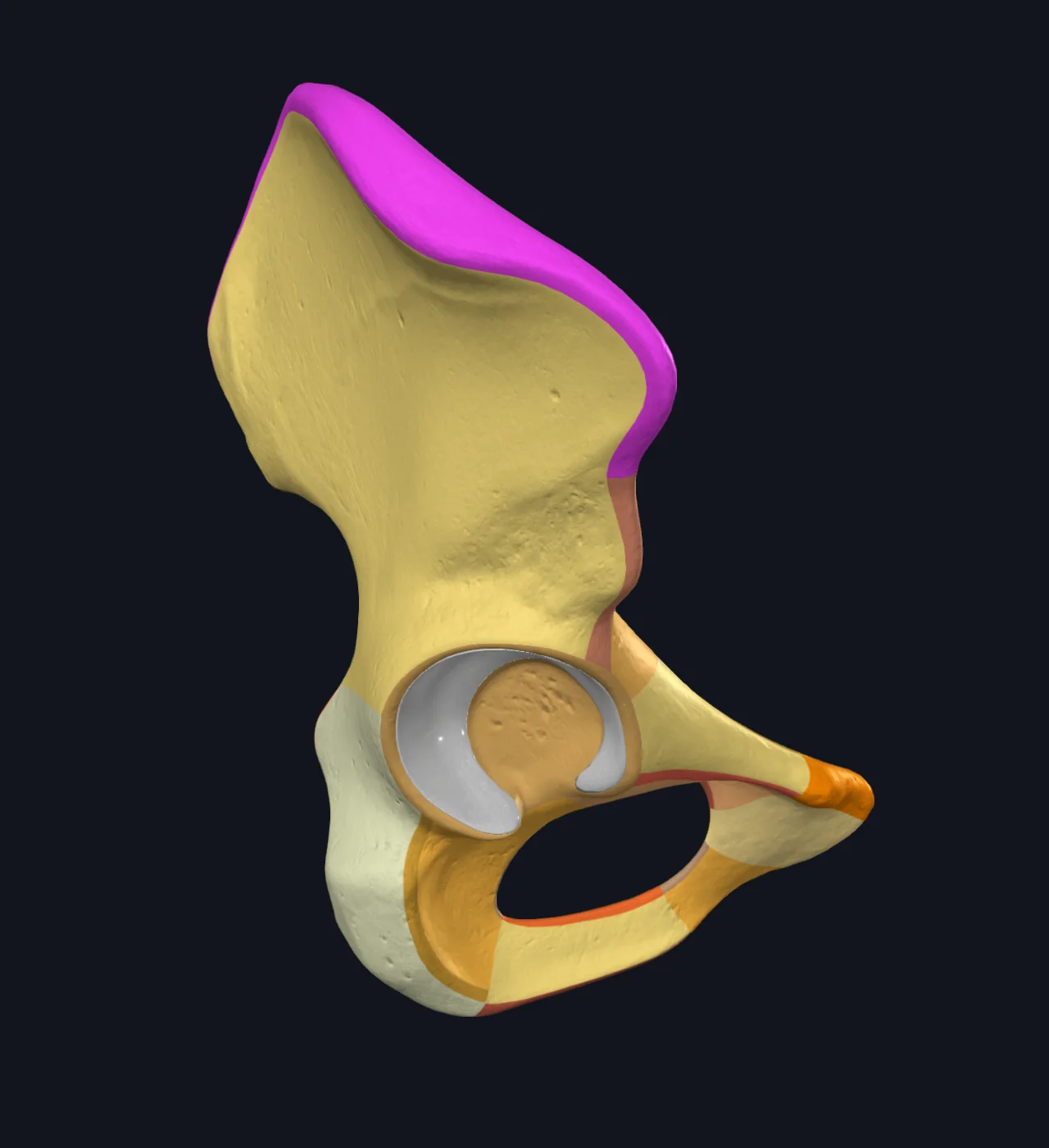 Iliac Crest