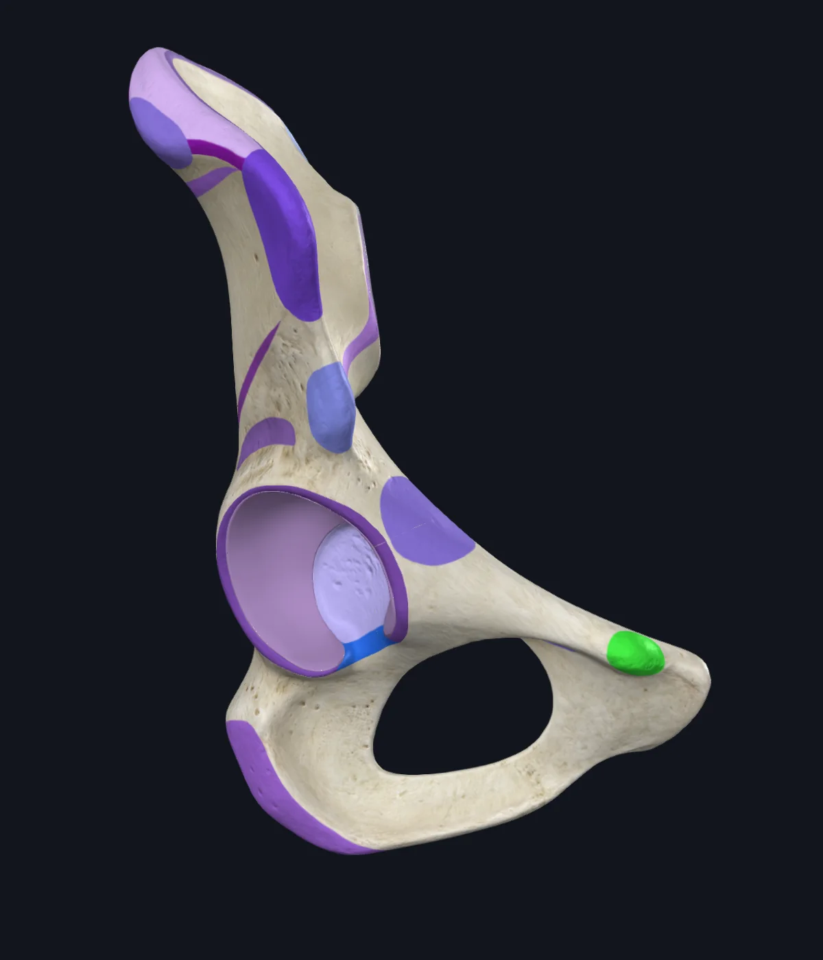 Pubic Tubercle