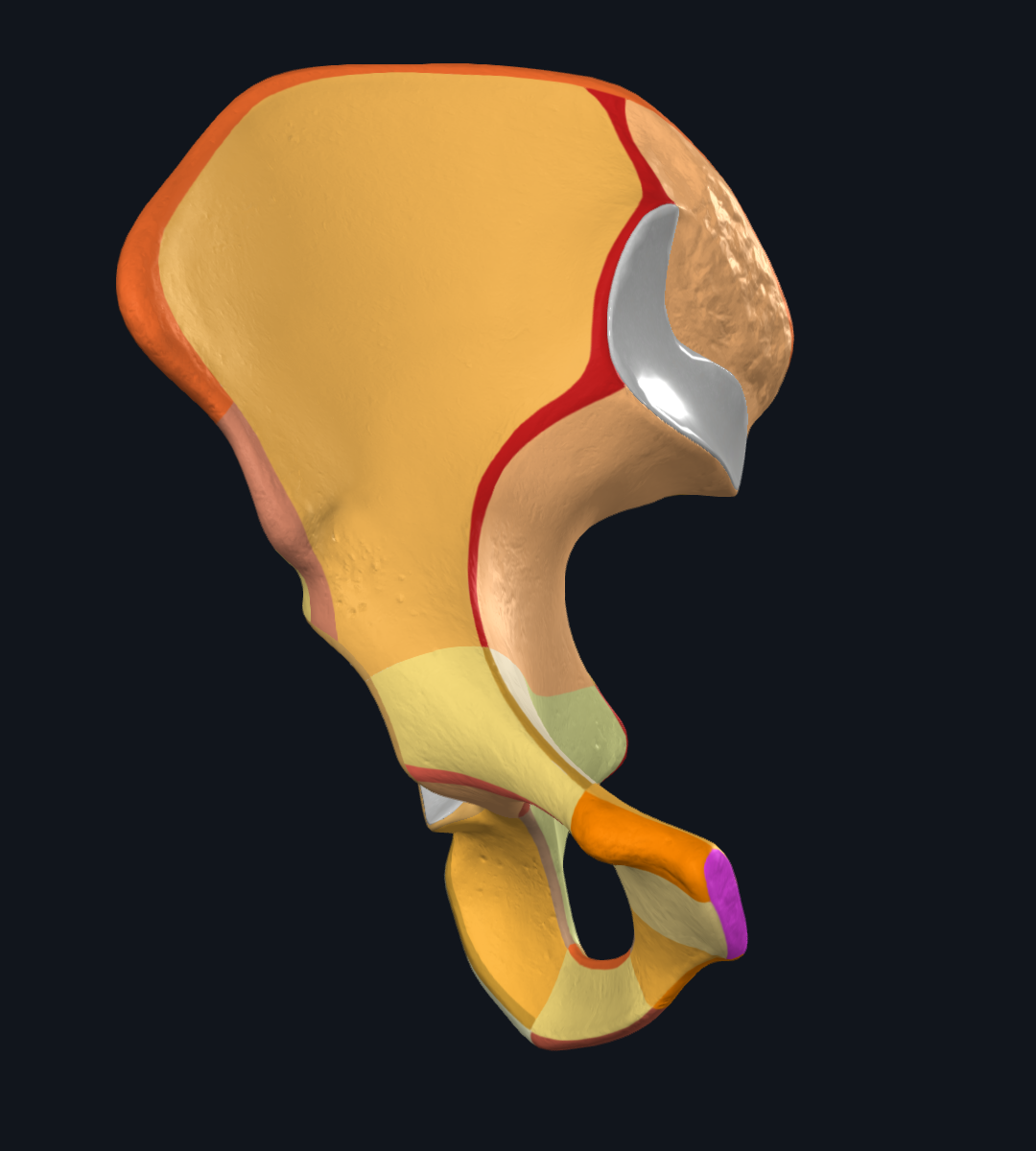 Symphyseal Surface of Body of Pubis