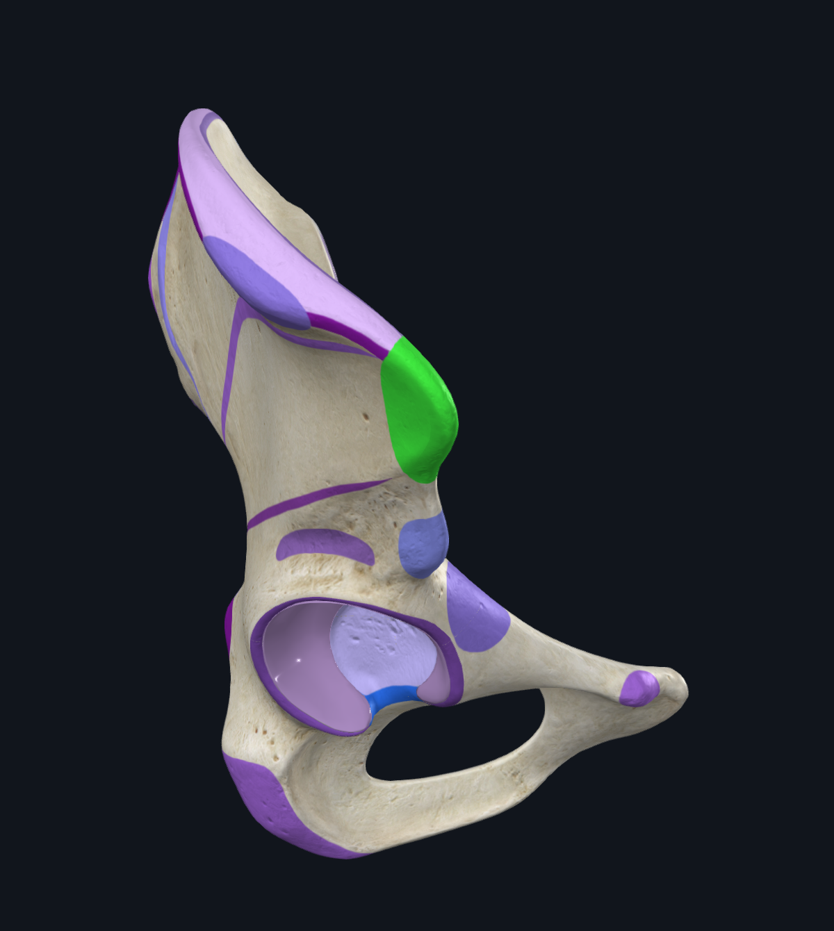 Anterior Superior Iliac Spine