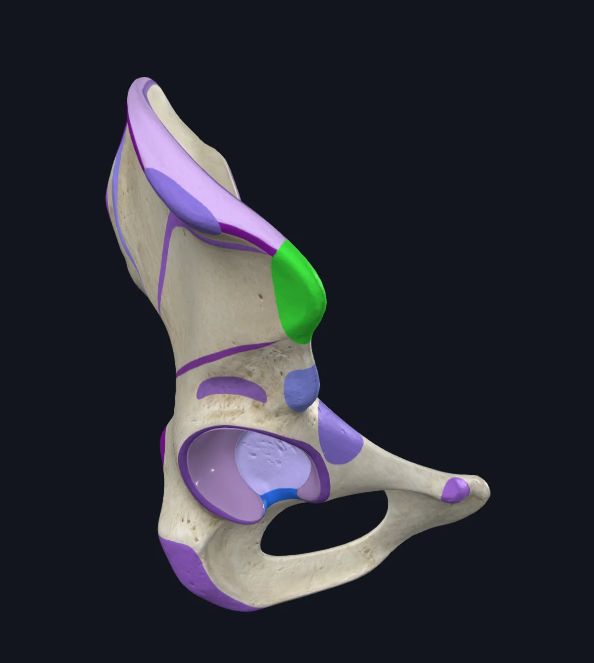 Anterior Superior Iliac Spine