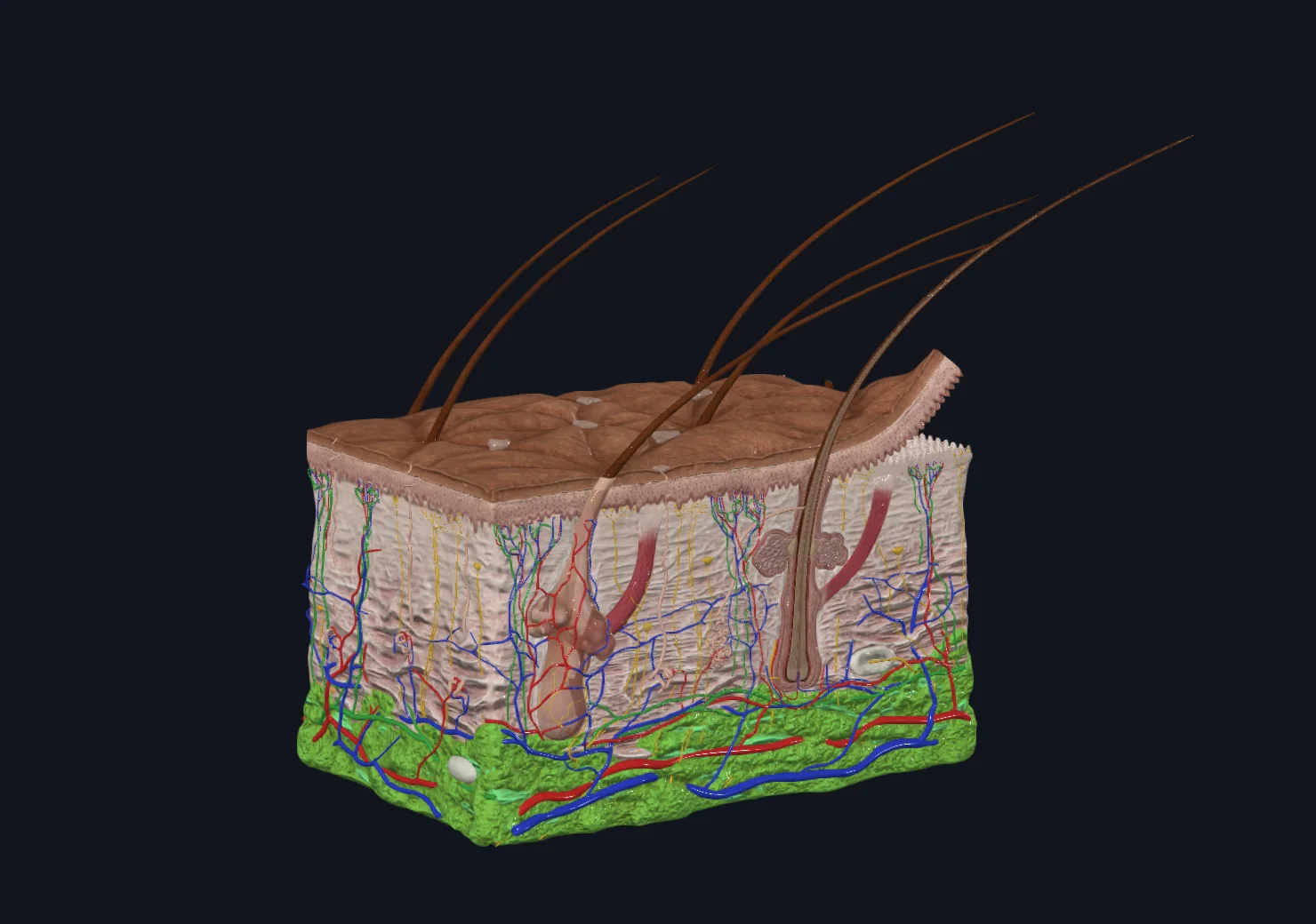 Subcutaneous tissue
