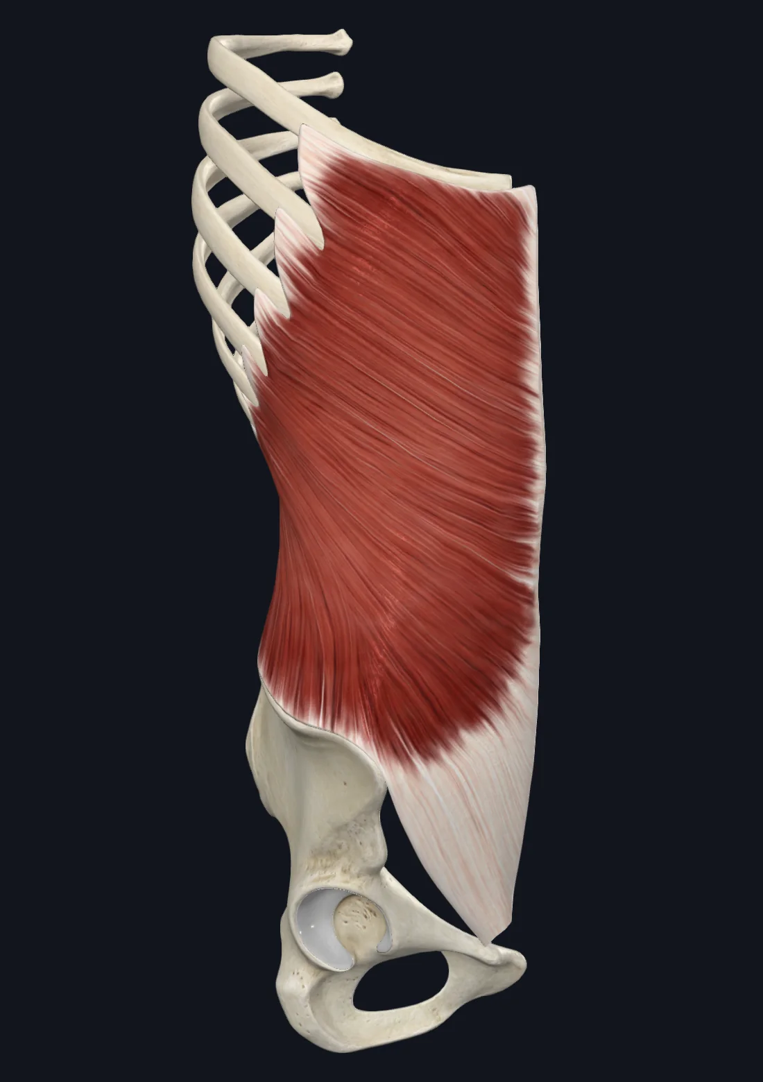 External Abdominal Oblique Muscle (Right)