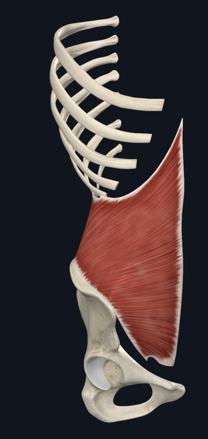 Internal Oblique Muscle (Right)