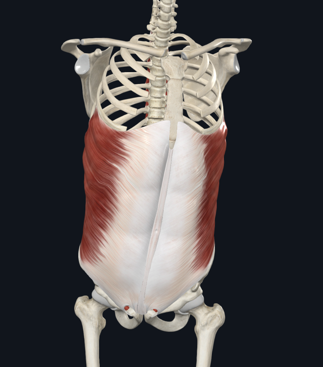 Transversus Abdominis Muscle (Right)