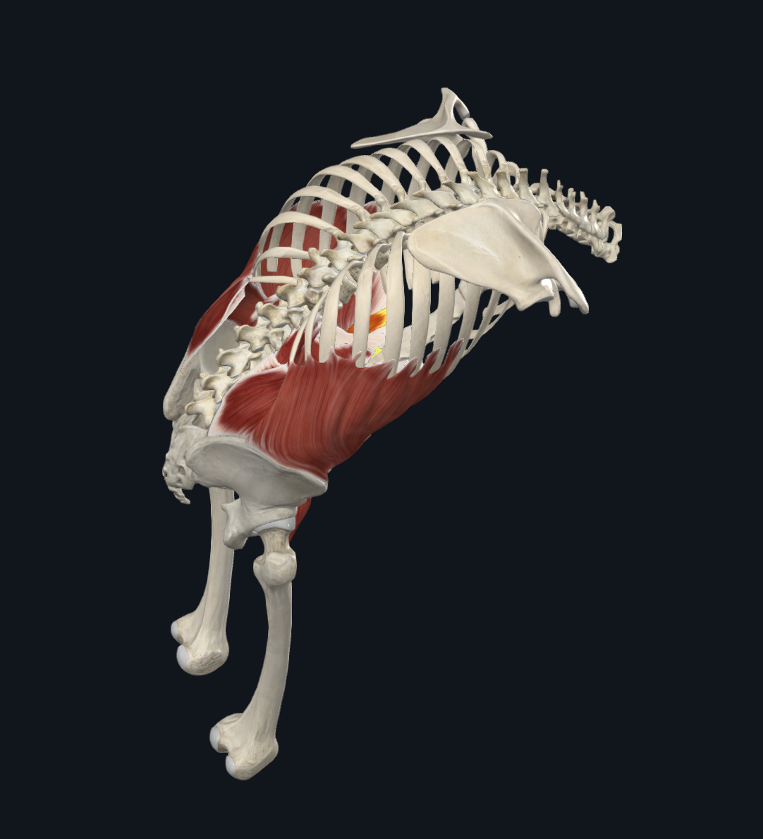 Rectus Abdominis Muscle (Right)