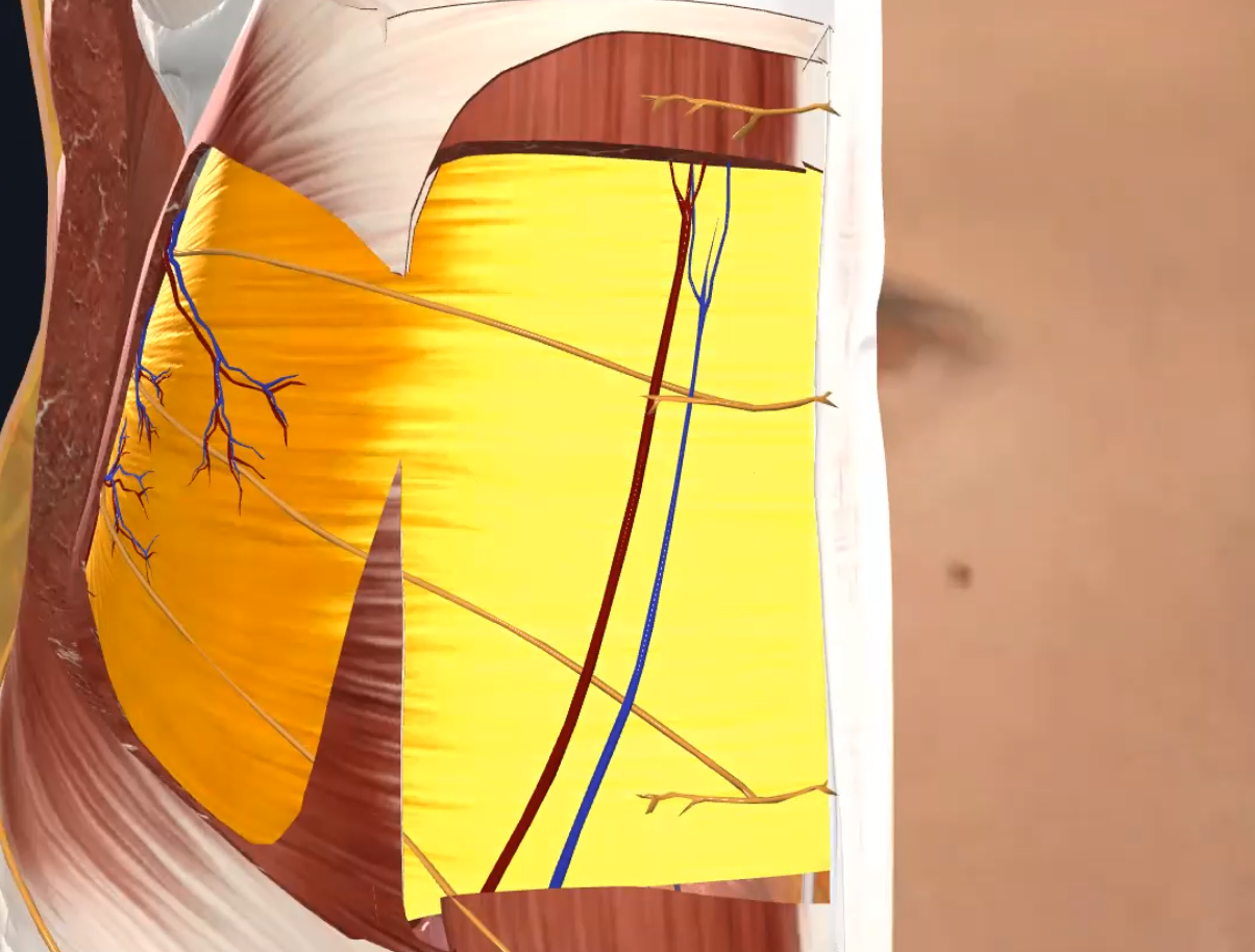 Inferior Epigastric a.