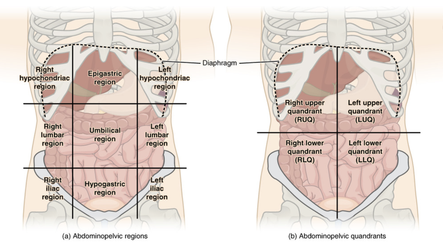 Abdominopolvic regions
