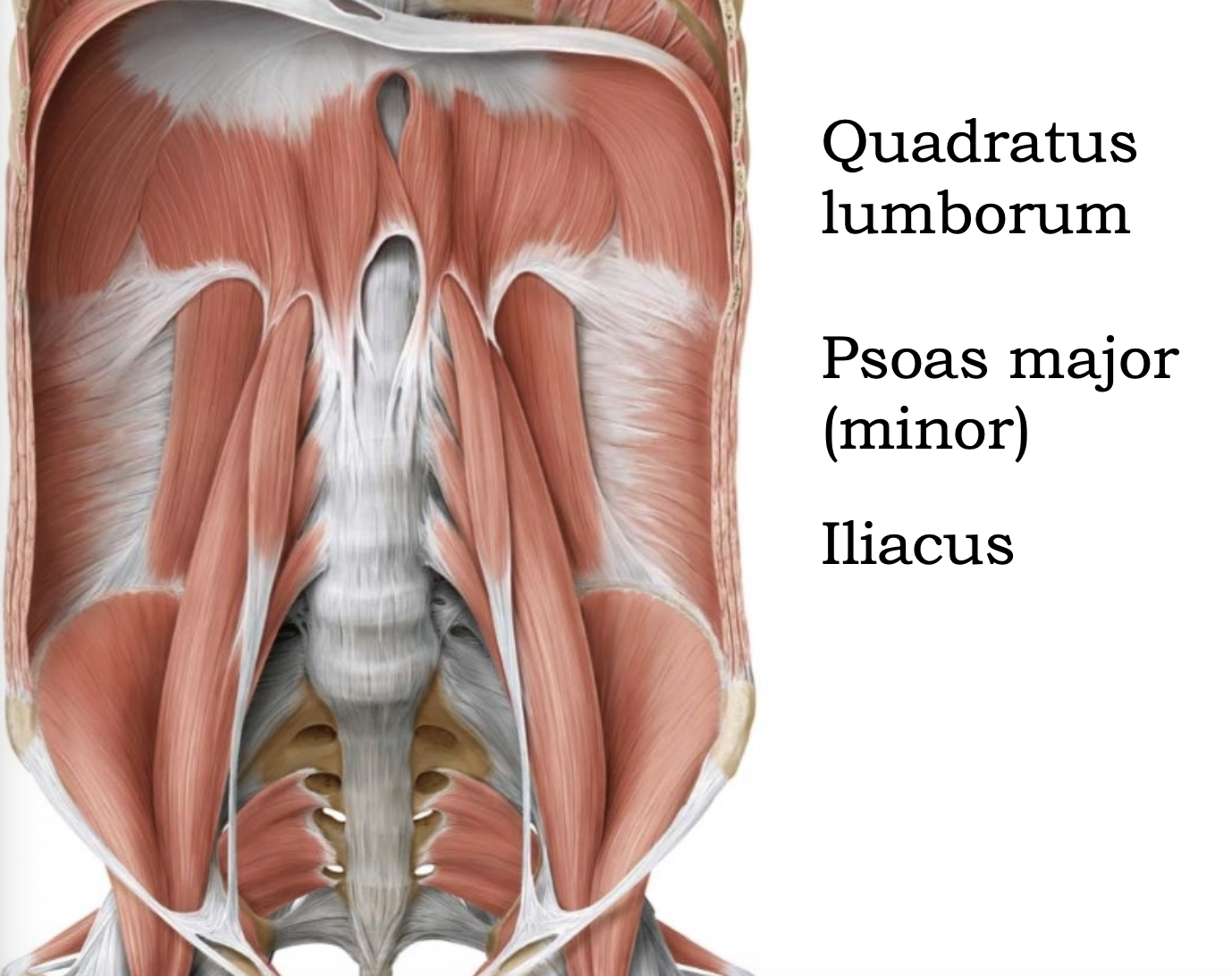 קיר הבטן האחרוי