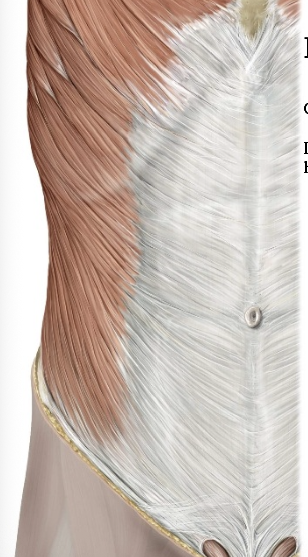 External abdominal oblique