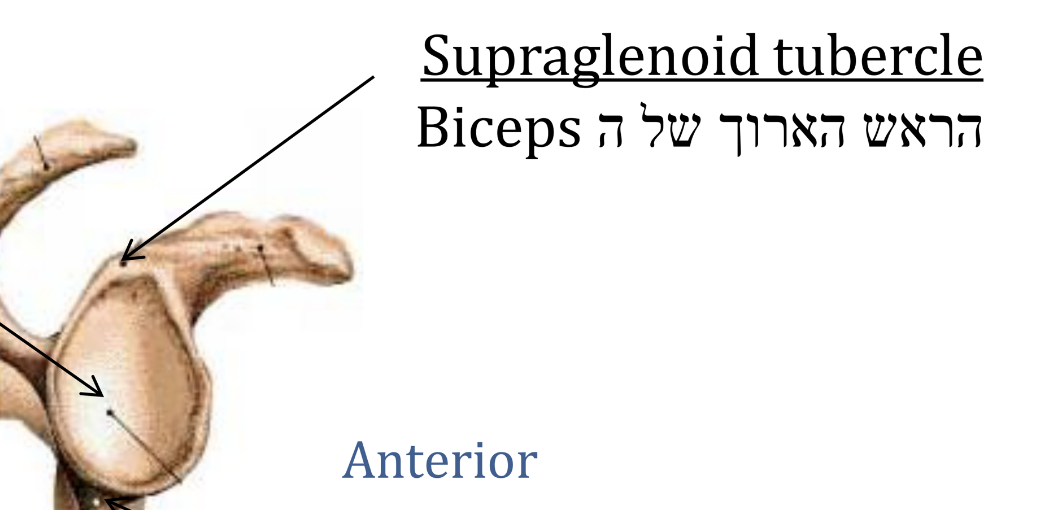 Supraglenoid tubercle , הראש הארוך של ה Biceps