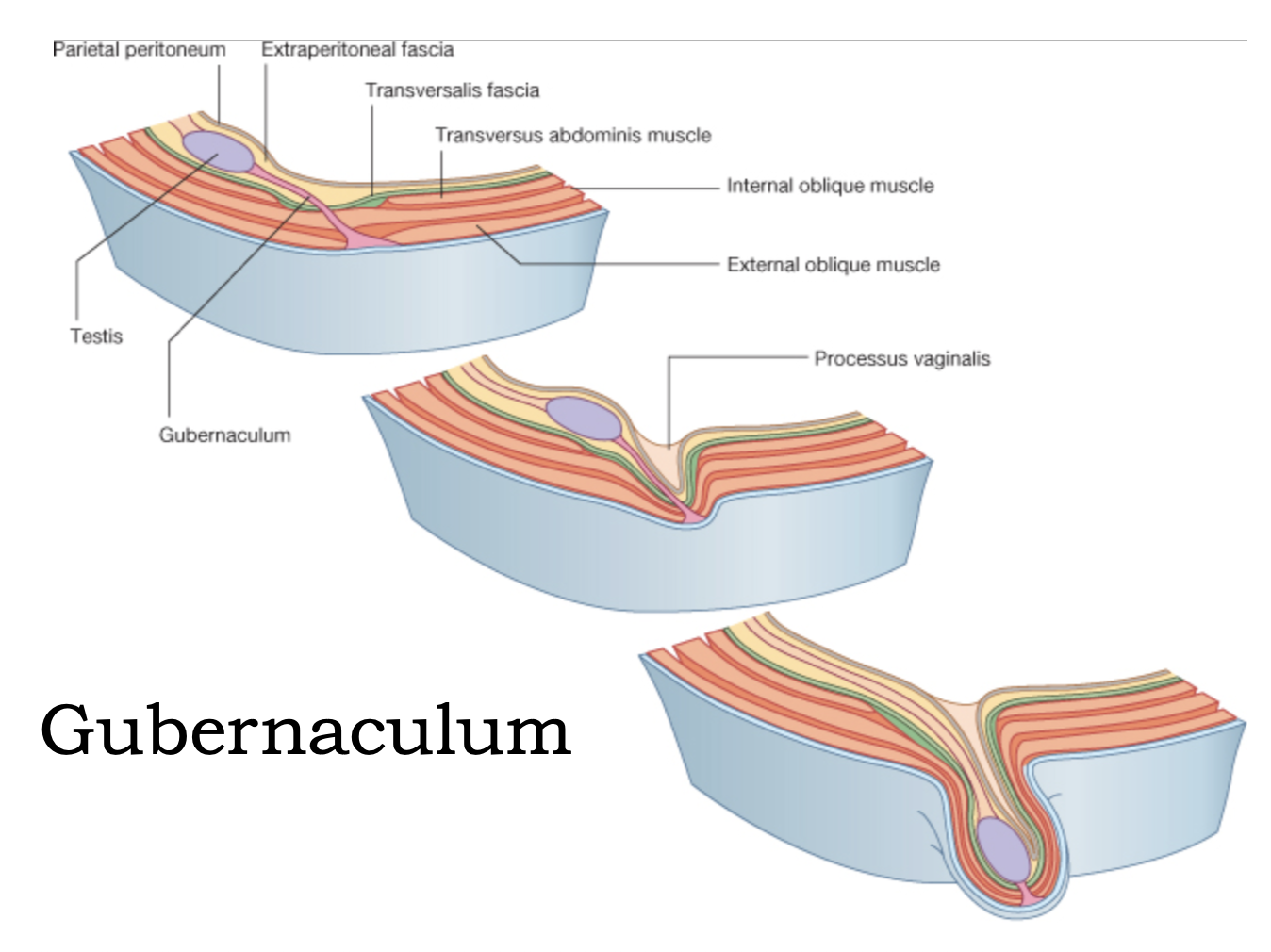 gubernaculum