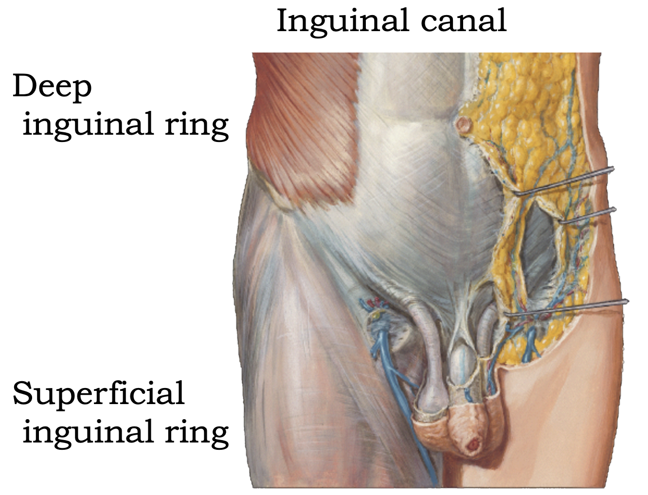 Inguinal canal