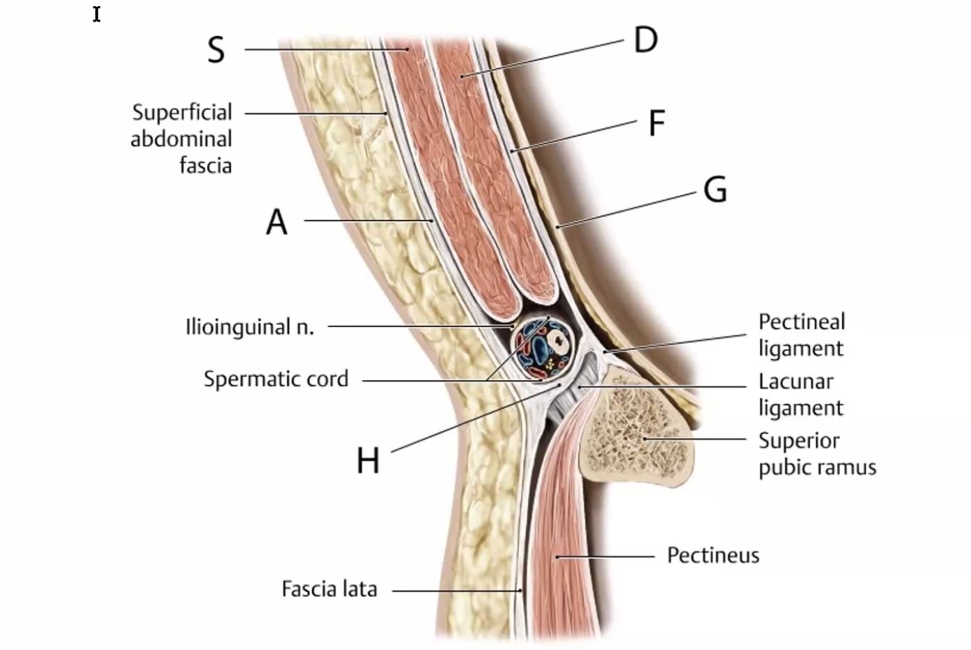 ילינגואל ליגמנט
