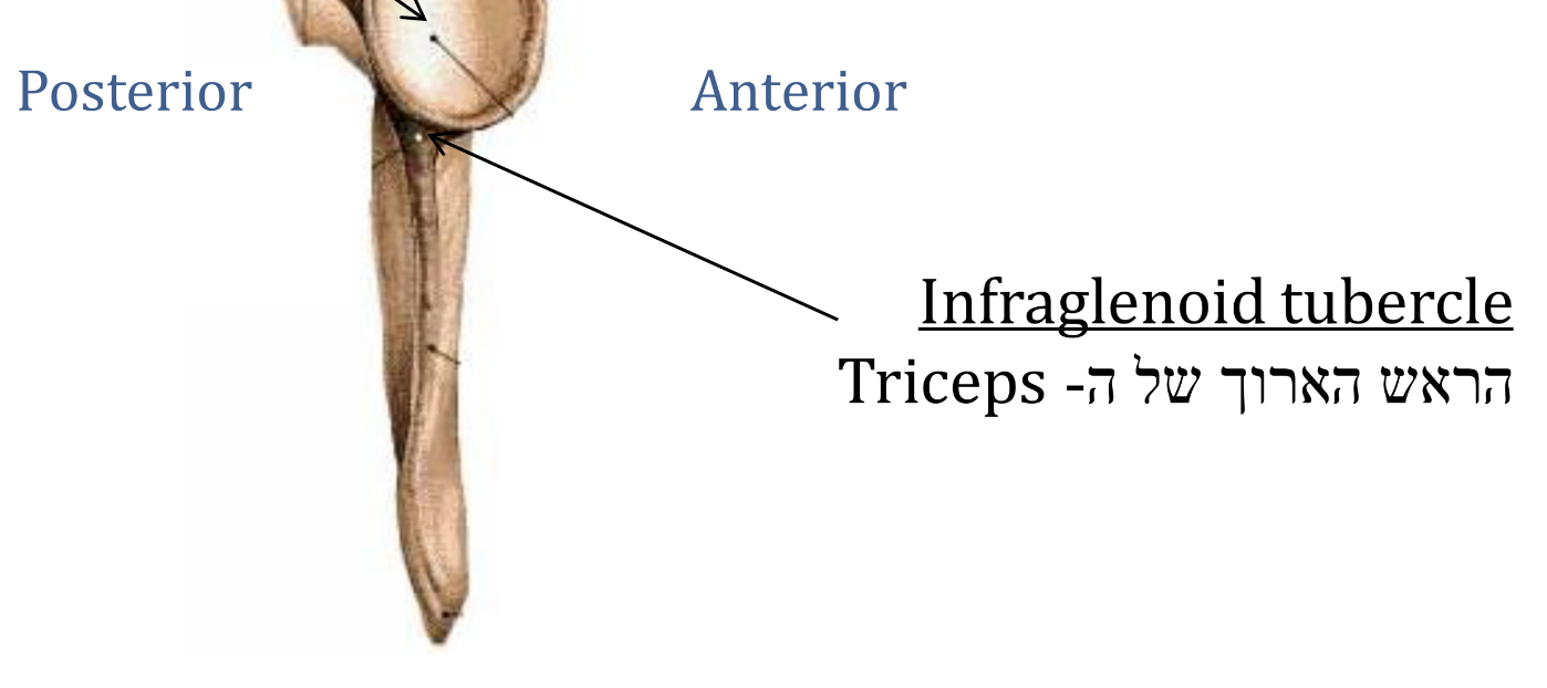 Infraglenoid tubercle , הראש הארוך של Triceps