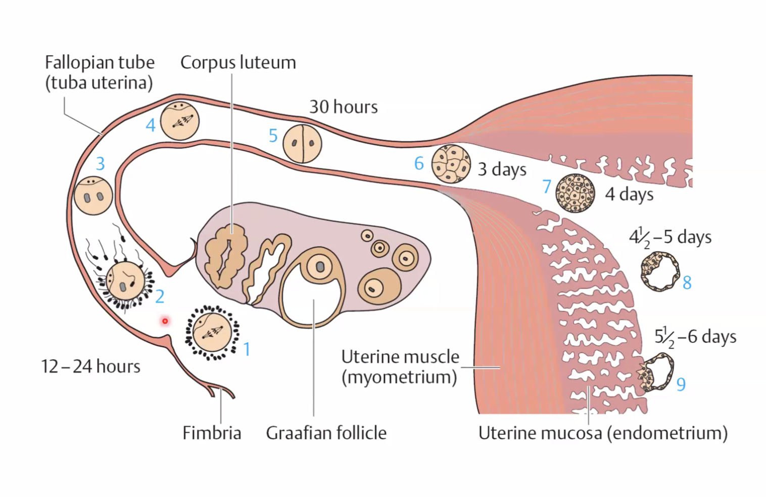 שחלה וחצוצרה