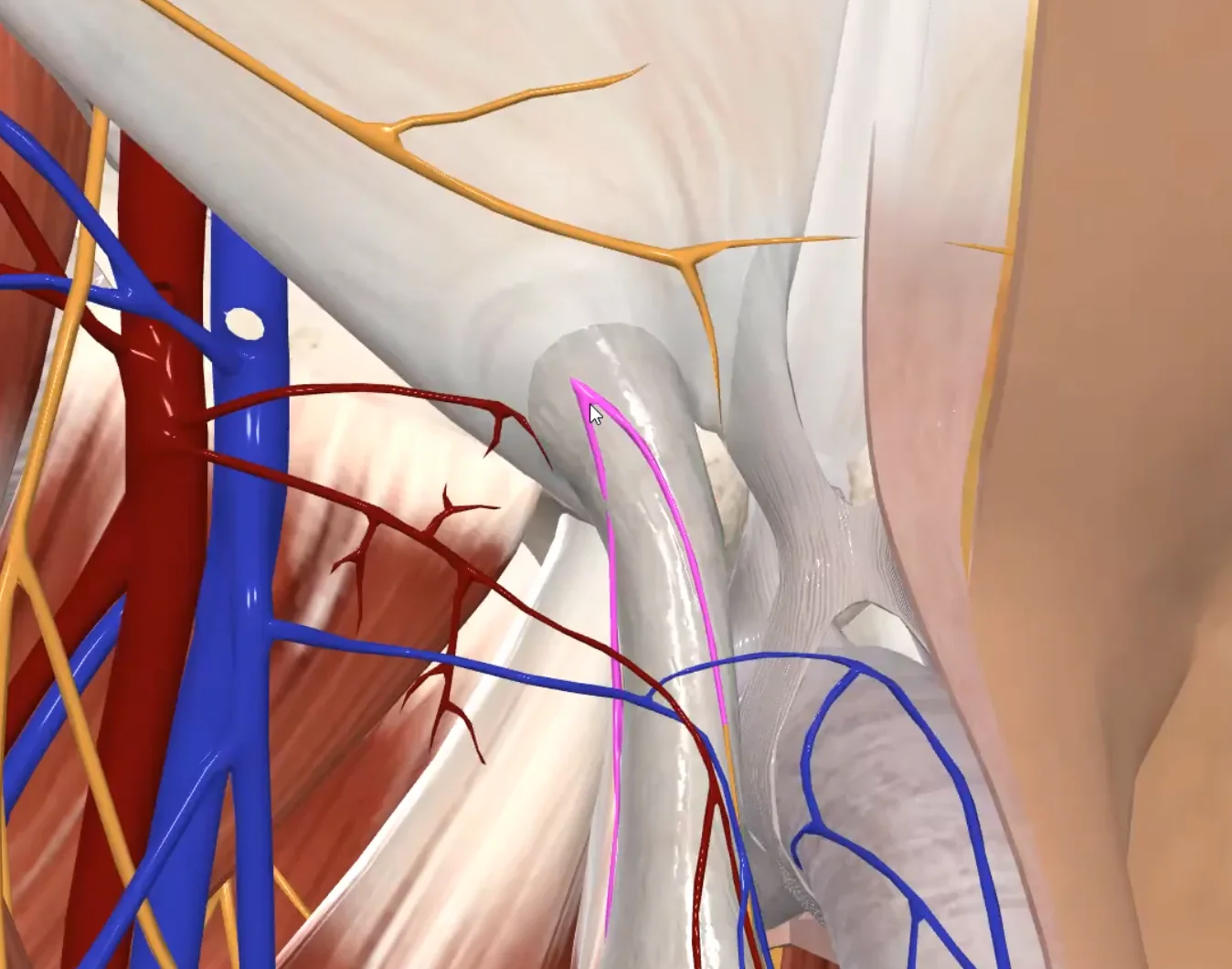 Ilioinguinal Nerve