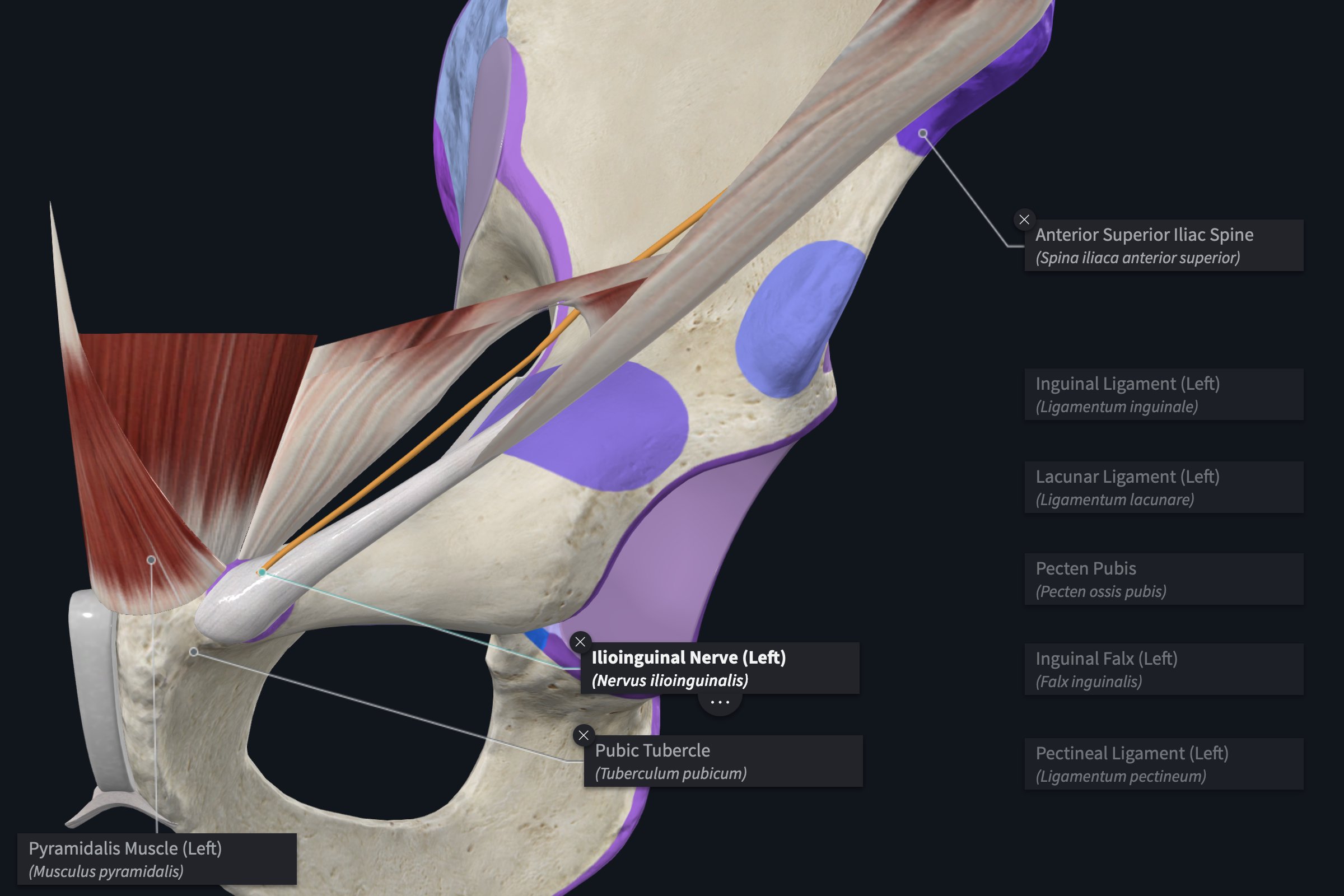 Inguinal Canal
